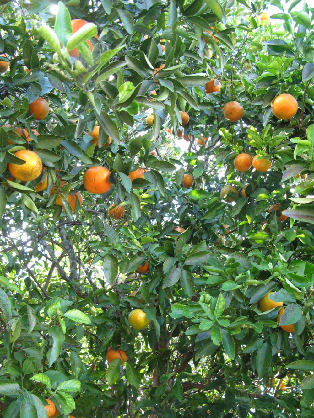            Fruit (Winter Haven, FL)   